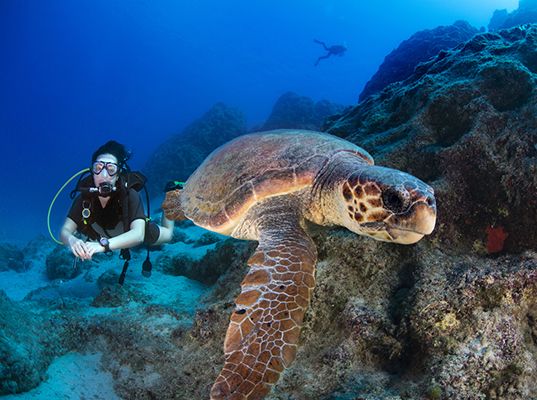 Eight diving destinations to see spectacular species